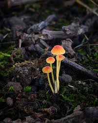 Attēlu rezultāti vaicājumam “Mycena acicula”