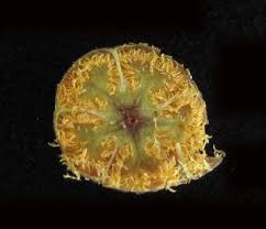 Attēlu rezultāti vaicājumam “Chimaphila umbellata fruit”