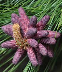 Attēlu rezultāti vaicājumam “Pinus ponderosa”