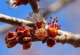 Attēlu rezultāti vaicājumam “Acer saccharinum flower”