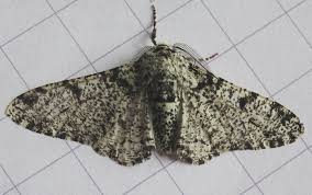 Attēlu rezultāti vaicājumam “Biston betularia”