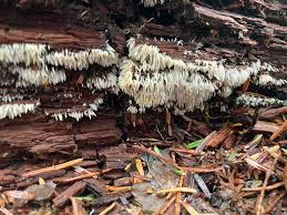 Attēlu rezultāti vaicājumam “Mucronella calva”