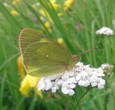 Attēlu rezultāti vaicājumam “Colias palaeno upperside”