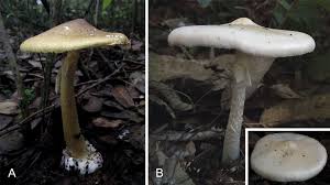 Attēlu rezultāti vaicājumam “Anomoporia bombycina”
