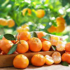 Attēlu rezultāti vaicājumam “Juglans x sinensis fruit”