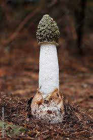 Attēlu rezultāti vaicājumam “Phallus impudicus”