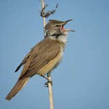 Image result for Acrocephalus arundinaceus