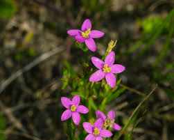 Attēlu rezultāti vaicājumam “Centaurium littorale flower”