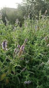 Image result for Menta x piperita