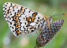 Attēlu rezultāti vaicājumam “Melitaea cinxia upperside”