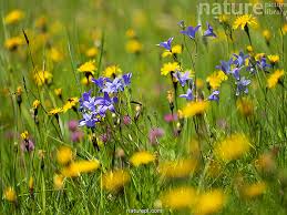 Attēlu rezultāti vaicājumam “Campanula patula flower”