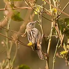 Image result for Cisticola juncidis