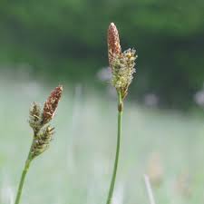 Attēlu rezultāti vaicājumam “Carex caryophyllea flower”