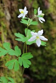 Attēlu rezultāti vaicājumam “Isopyrum thalictroides fruit”
