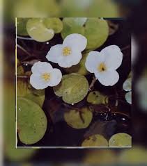 Attēlu rezultāti vaicājumam “Hydrocharis morsus-ranae flower”