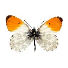 Attēlu rezultāti vaicājumam “Anthocharis cardamines underside”