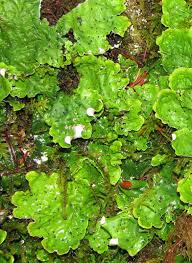 Attēlu rezultāti vaicājumam “Peltigera leucophlebia”