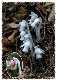 Image result for ギンリョウソウ