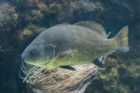 Image result for Sciaena umbra