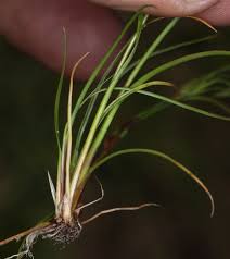 Attēlu rezultāti vaicājumam “Juncus bufonius bud”