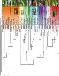 Attēlu rezultāti vaicājumam “Planaphrodes sp.”