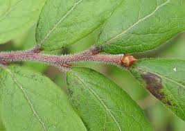 Attēlu rezultāti vaicājumam “Salix myrtilloides leaf”