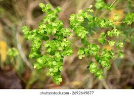 Attēlu rezultāti vaicājumam “Euphorbia virgata leaf”