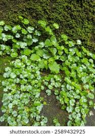 Attēlu rezultāti vaicājumam “Hydrocotyle vulgaris leaf”