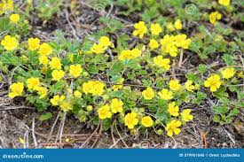 Attēlu rezultāti vaicājumam “Potentilla arenaria”