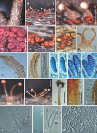 Attēlu rezultāti vaicājumam “Nectria episphaeria”