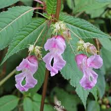 Attēlu rezultāti vaicājumam “Impatiens glandulifera flower”