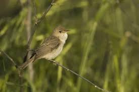 Image result for Hippolais pallida