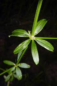 Attēlu rezultāti vaicājumam “Galium elongatum”