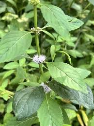 Attēlu rezultāti vaicājumam “Mentha arvensis bud”