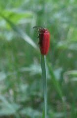 Attēlu rezultāti vaicājumam “Lopheros rubens”