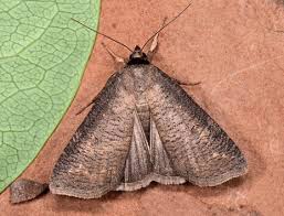 Attēlu rezultāti vaicājumam “Lygephila viciae”