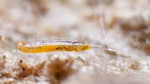 Attēlu rezultāti vaicājumam “Phronia sp.”