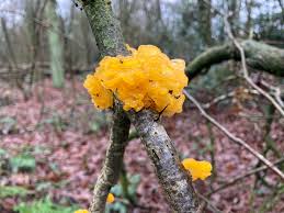 Attēlu rezultāti vaicājumam “Tremella mesenterica”