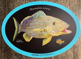 Image result for Haemulon sciurus