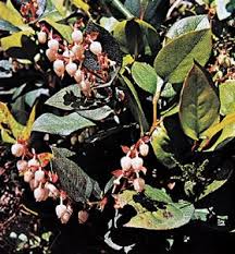 Attēlu rezultāti vaicājumam “Gaultheria cuneata”