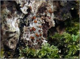 Attēlu rezultāti vaicājumam “Thelopsis rubella”