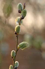Attēlu rezultāti vaicājumam “Salix caprea bud”