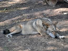 Image result for canis lupus arabs