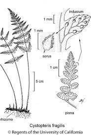 Attēlu rezultāti vaicājumam “Cystopteris fragilis”