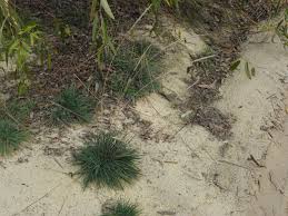 Attēlu rezultāti vaicājumam “Koeleria glauca”