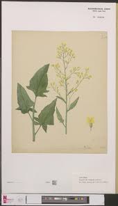 Attēlu rezultāti vaicājumam “Sisymbrium volgense”