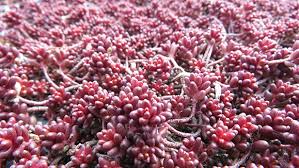 Attēlu rezultāti vaicājumam “Sedum album leaf”