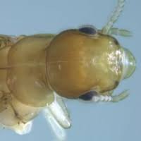 Attēlu rezultāti vaicājumam “Capsus ater imago”