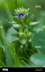 Attēlu rezultāti vaicājumam “Veronica arvensis flower”