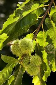 Attēlu rezultāti vaicājumam “Castanea sativa  fruit”